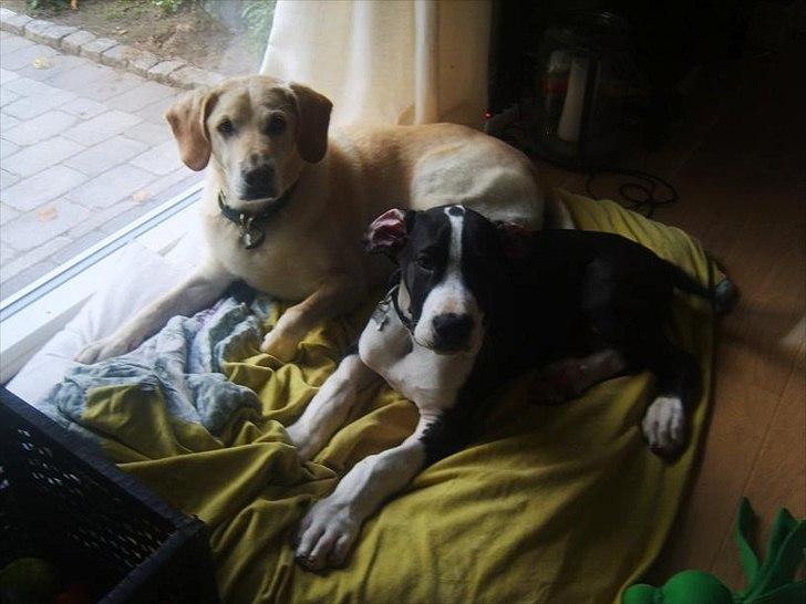 Blanding af racer Bailey billede 10