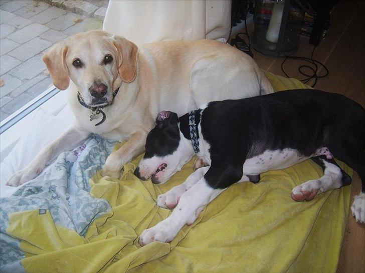 Blanding af racer Bailey billede 11