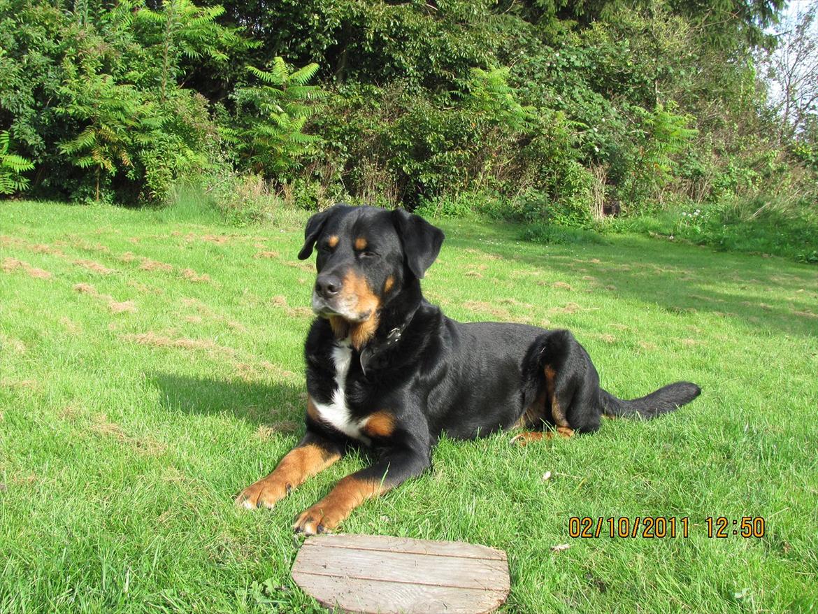 Blanding af racer Ricko - D. 2-10-11 billede 17