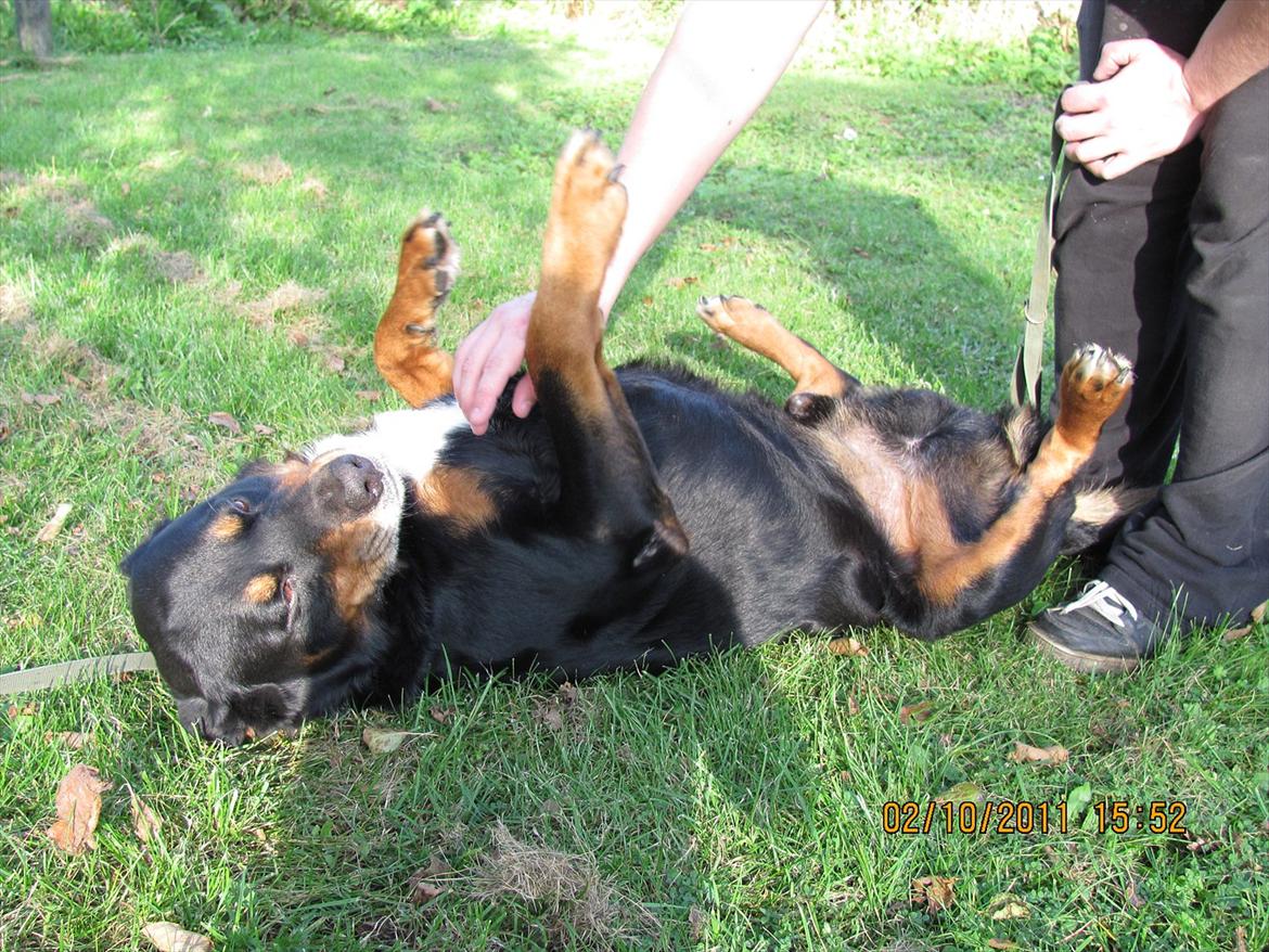 Blanding af racer Ricko - D. 2-10-11 billede 18