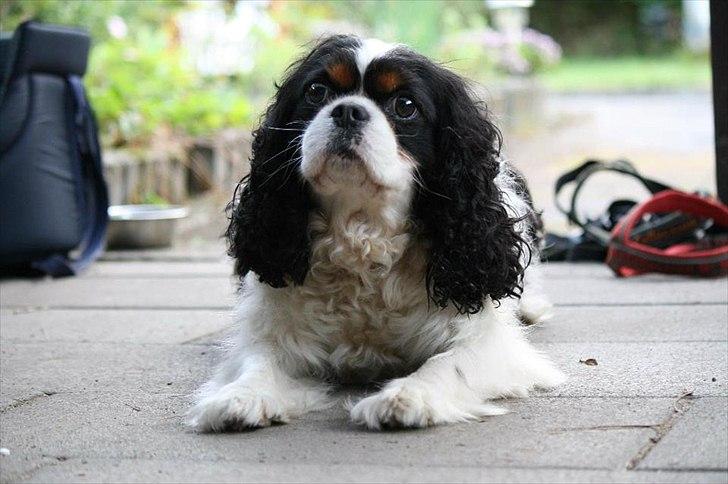 Cavalier king charles spaniel Bergkamp - Himmelhund billede 10