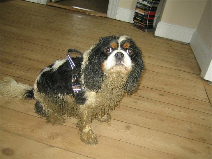 Cavalier king charles spaniel Bergkamp - Himmelhund billede 12