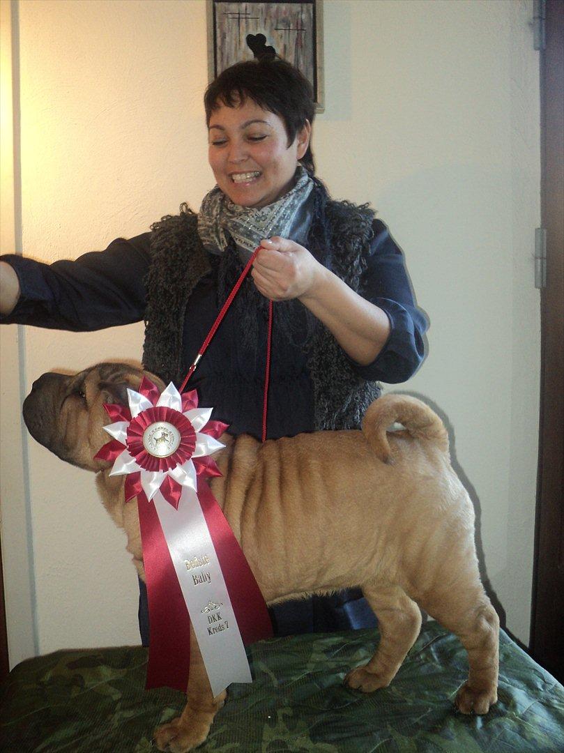 Shar pei MultiCH. Bonnie Gold-Panonnia-des-Chandgueré. (She billede 1