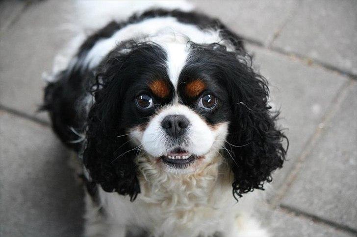 Cavalier king charles spaniel Bergkamp - Himmelhund billede 9