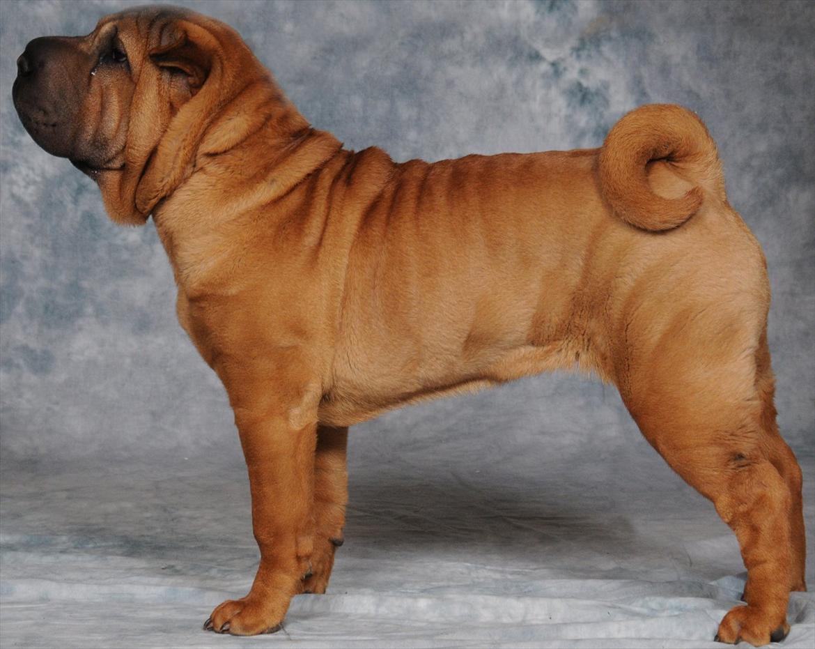 Shar pei MultiCH. Bonnie Gold-Panonnia-des-Chandgueré. (She billede 2