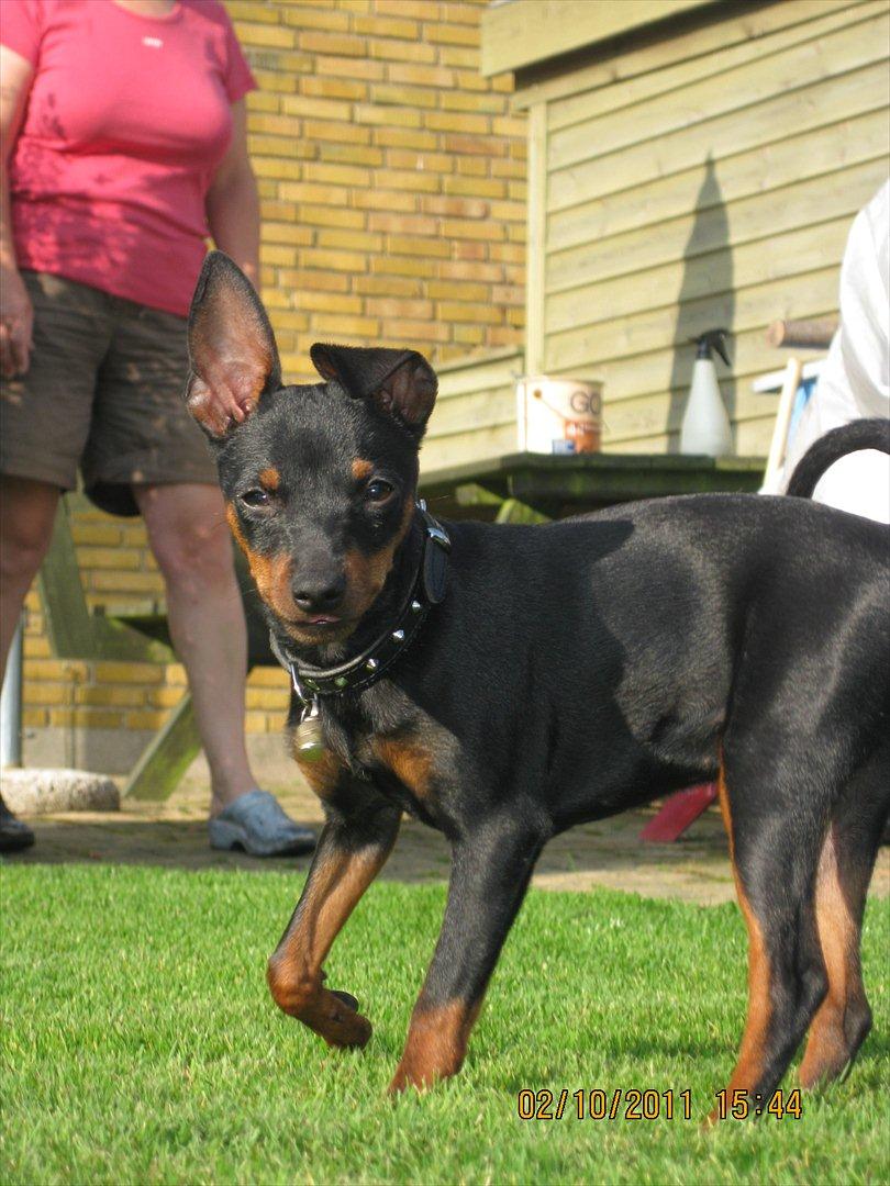 Dvaergpinscher Rødkildes Ferba billede 1