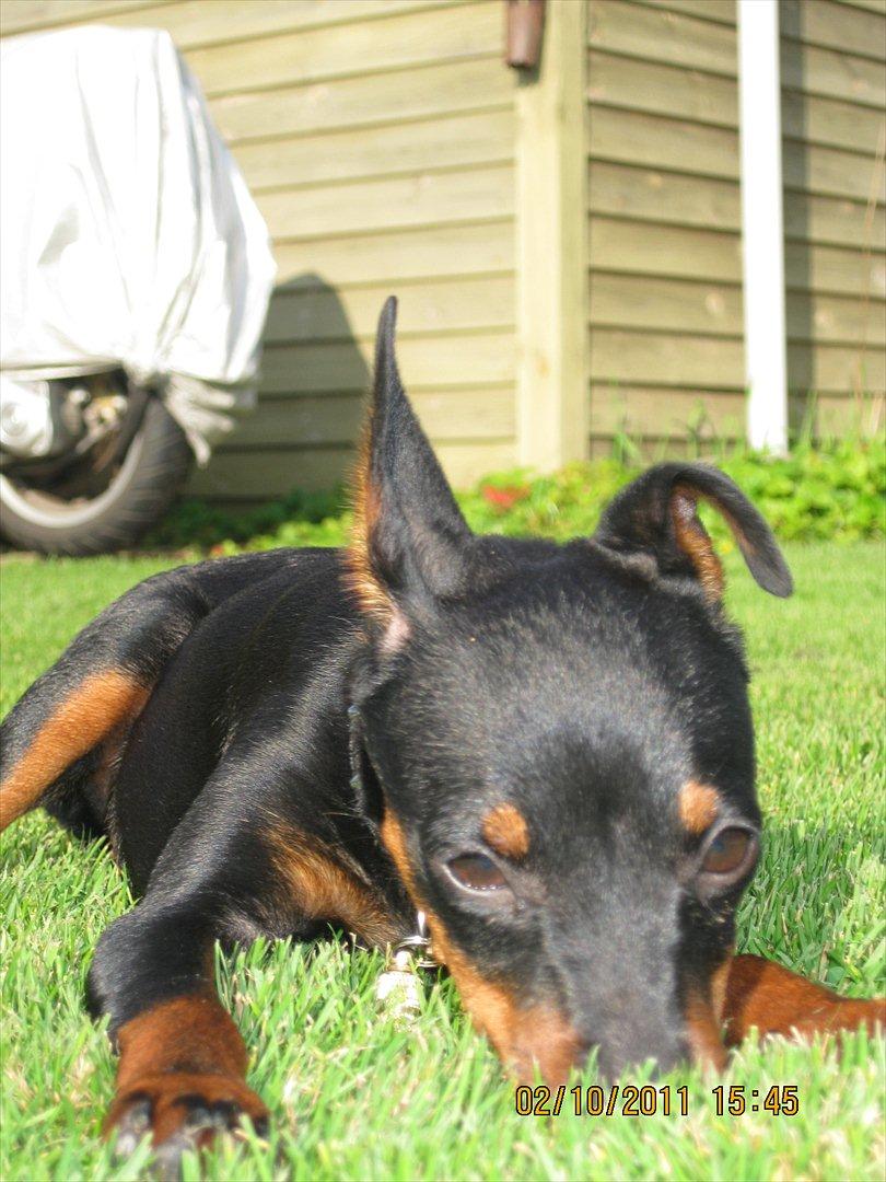 Dvaergpinscher Rødkildes Ferba billede 14