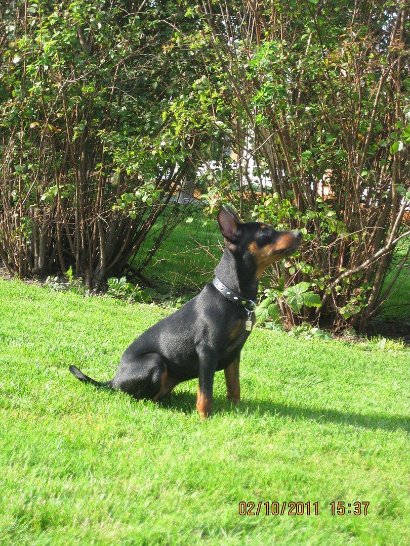 Dvaergpinscher Rødkildes Ferba billede 15