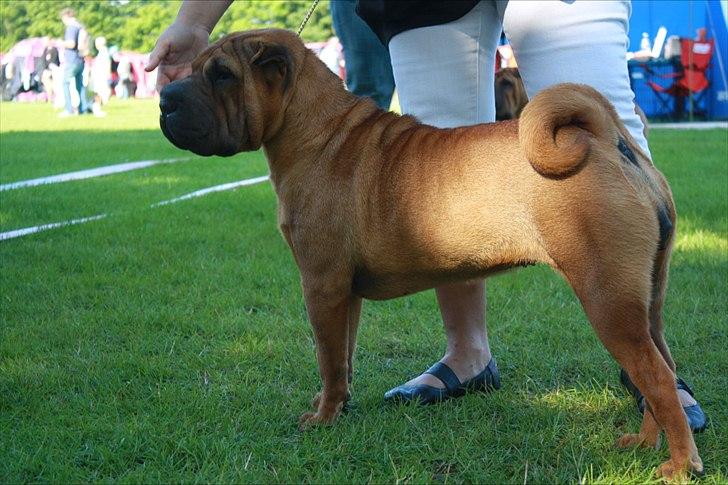 Shar pei MultiCH. Bonnie Gold-Panonnia-des-Chandgueré. (She billede 3