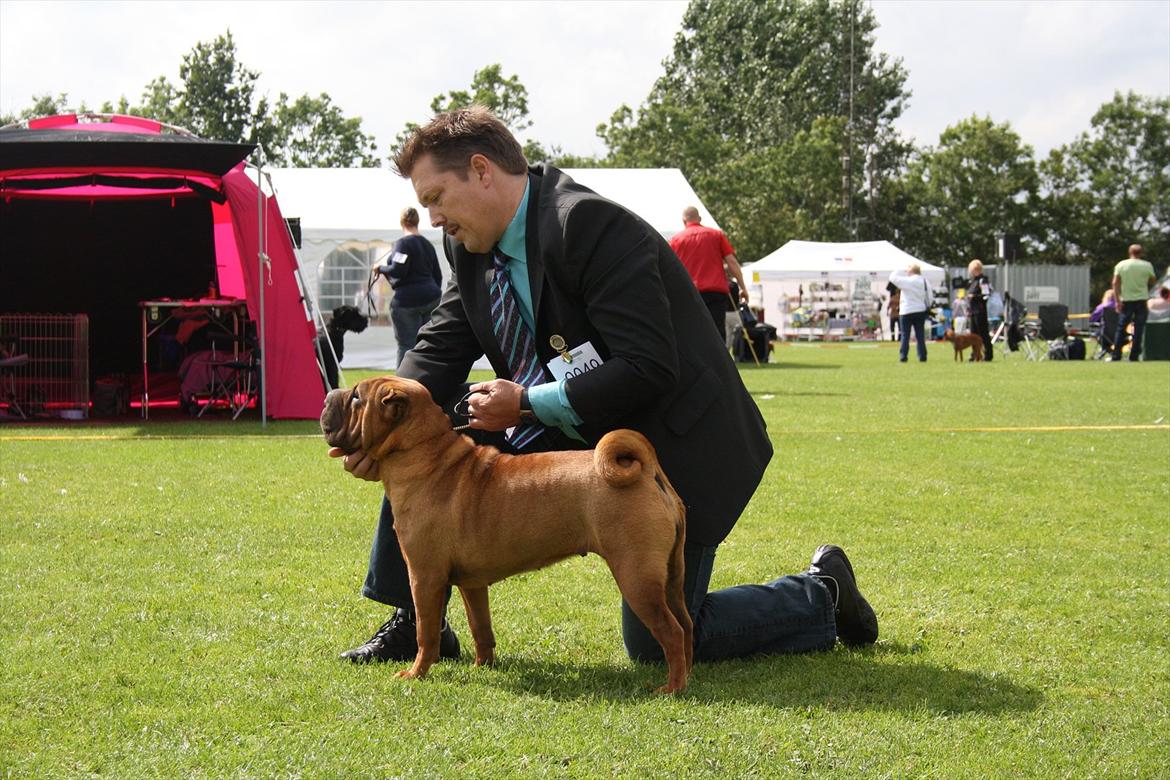 Shar pei MultiCH. Bonnie Gold-Panonnia-des-Chandgueré. (She billede 4