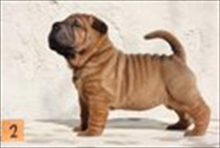 Shar pei MultiCH. Bonnie Gold-Panonnia-des-Chandgueré. (She billede 5