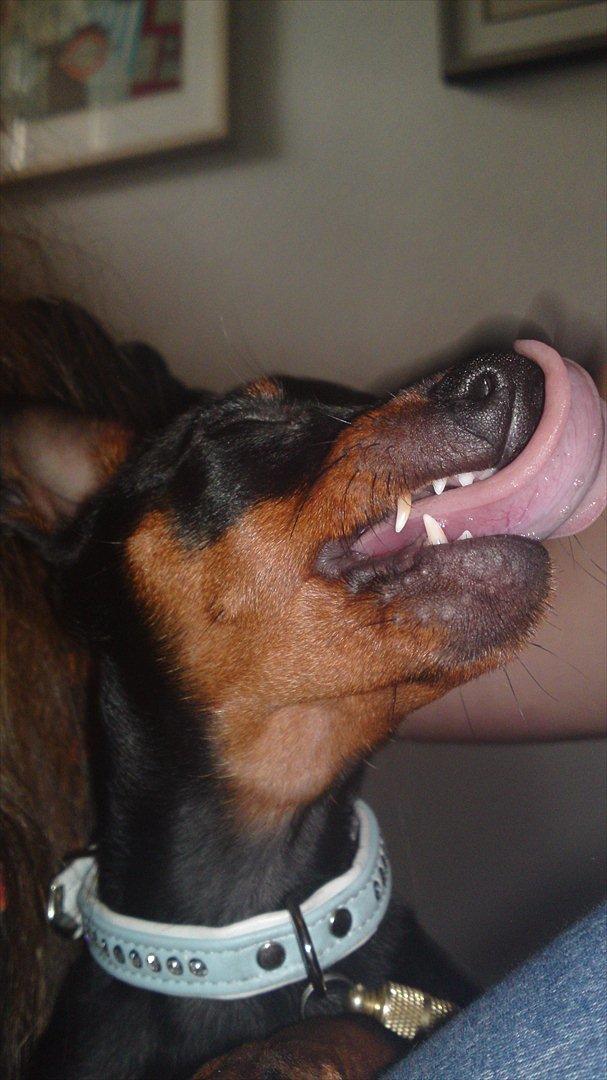 Dvaergpinscher Rødkildes Ferba billede 16