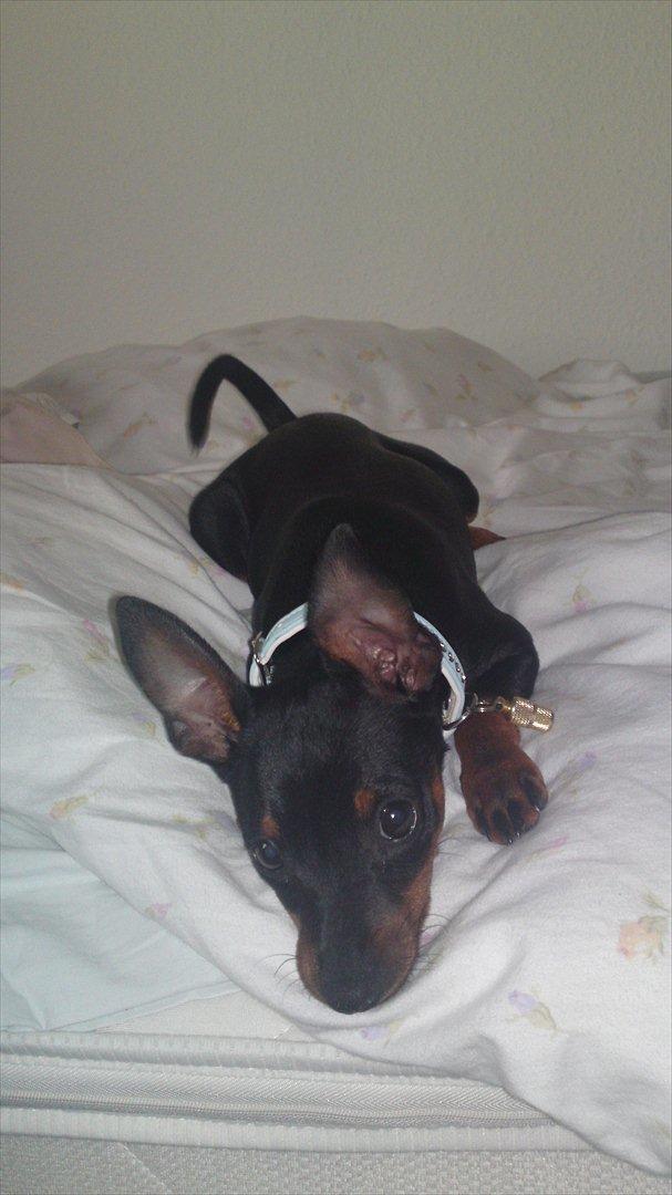 Dvaergpinscher Rødkildes Ferba billede 17