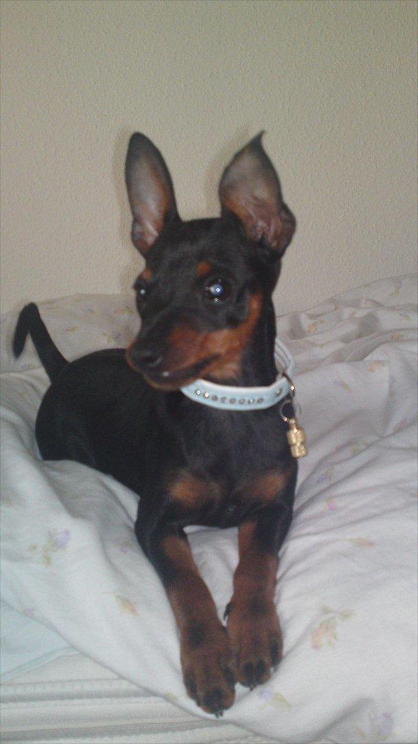 Dvaergpinscher Rødkildes Ferba billede 18