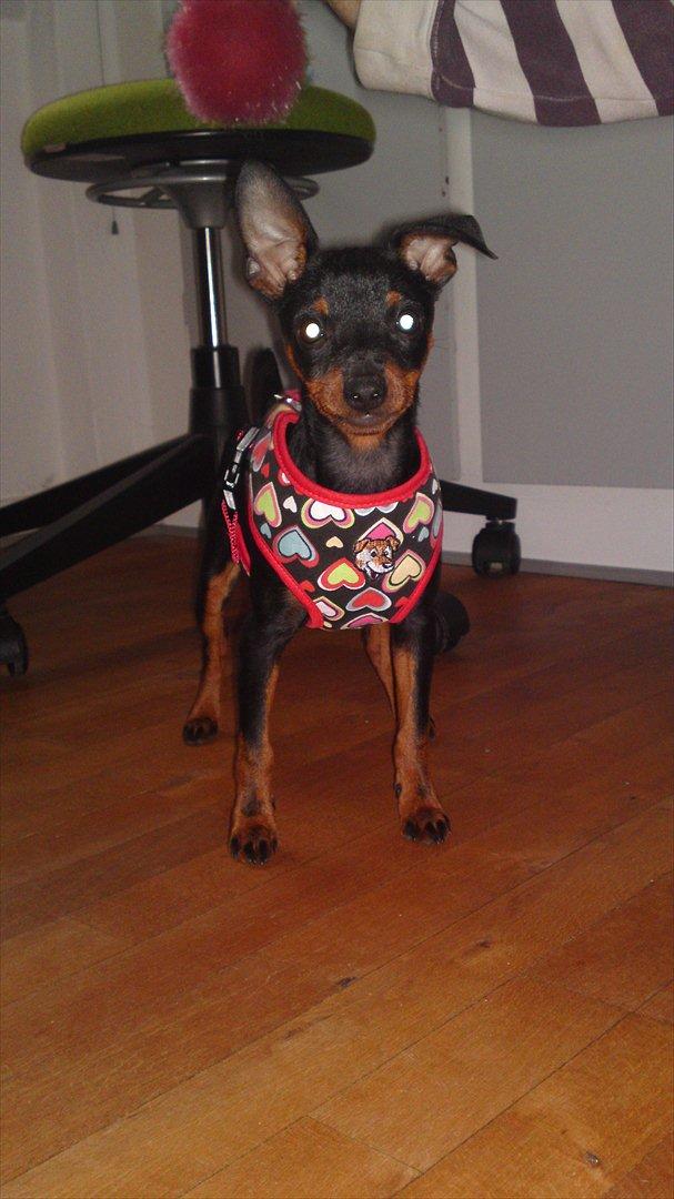 Dvaergpinscher Rødkildes Ferba billede 19