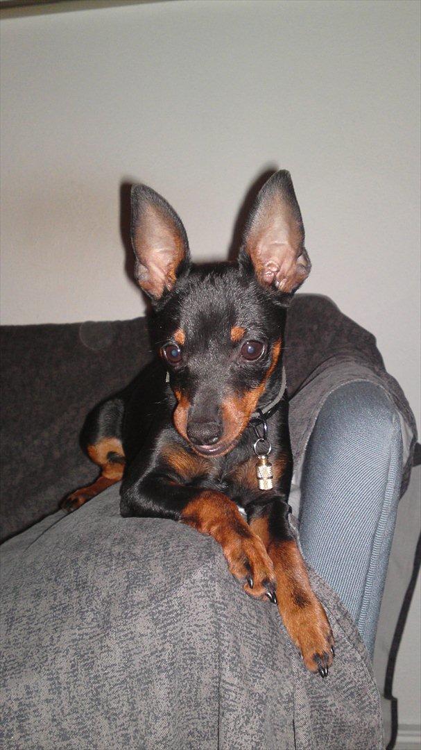 Dvaergpinscher Rødkildes Ferba billede 20