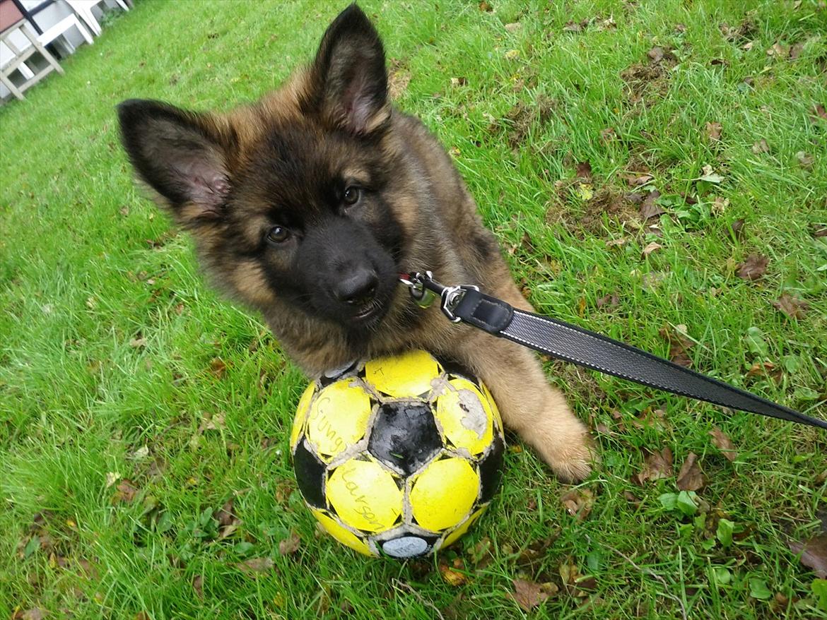 Schæferhund King ( dræbt af den nye ejer ) billede 1