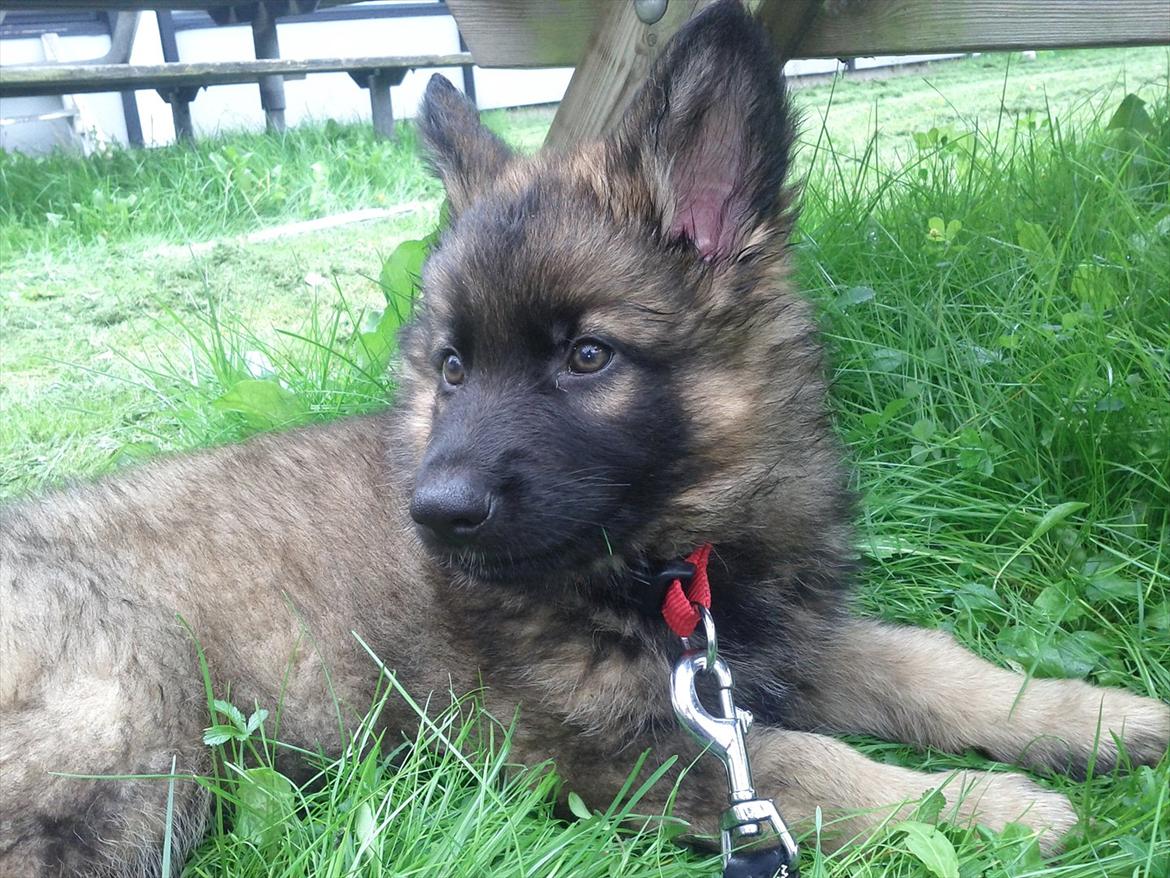 Schæferhund King ( dræbt af den nye ejer ) billede 2