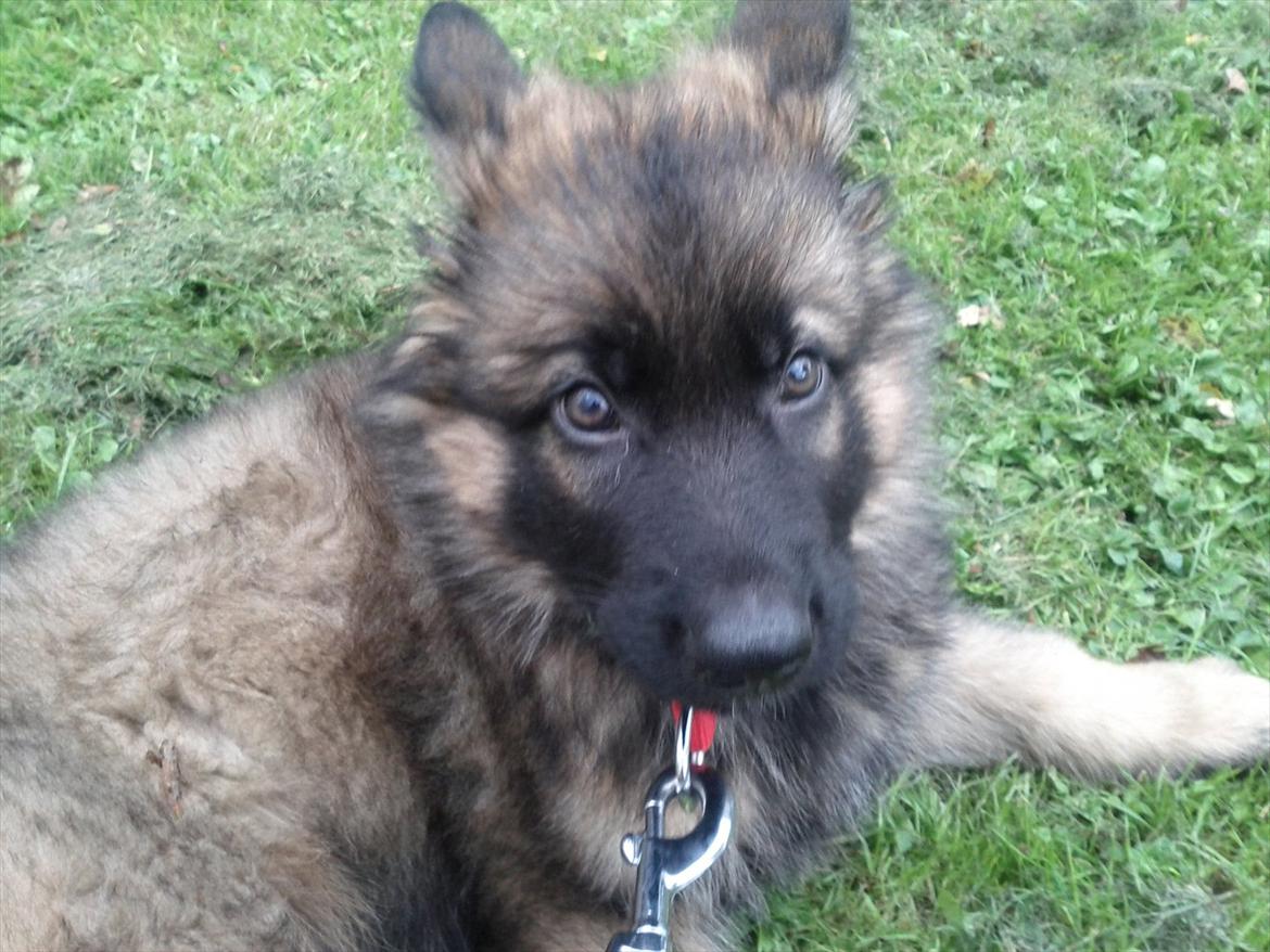 Schæferhund King ( dræbt af den nye ejer ) billede 3