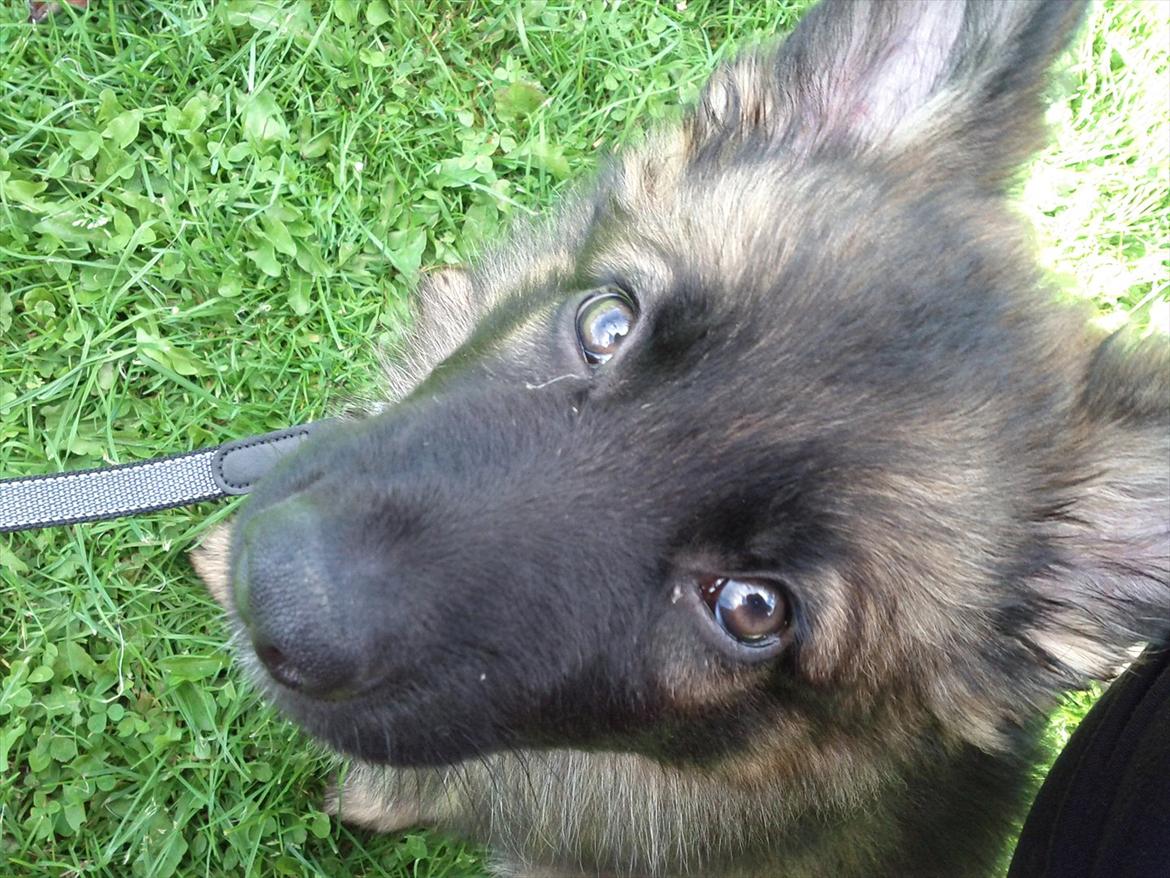 Schæferhund King ( dræbt af den nye ejer ) billede 4