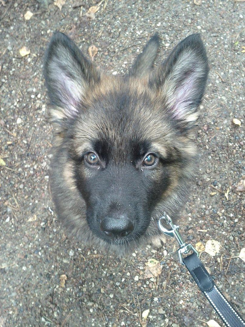 Schæferhund King ( dræbt af den nye ejer ) billede 5