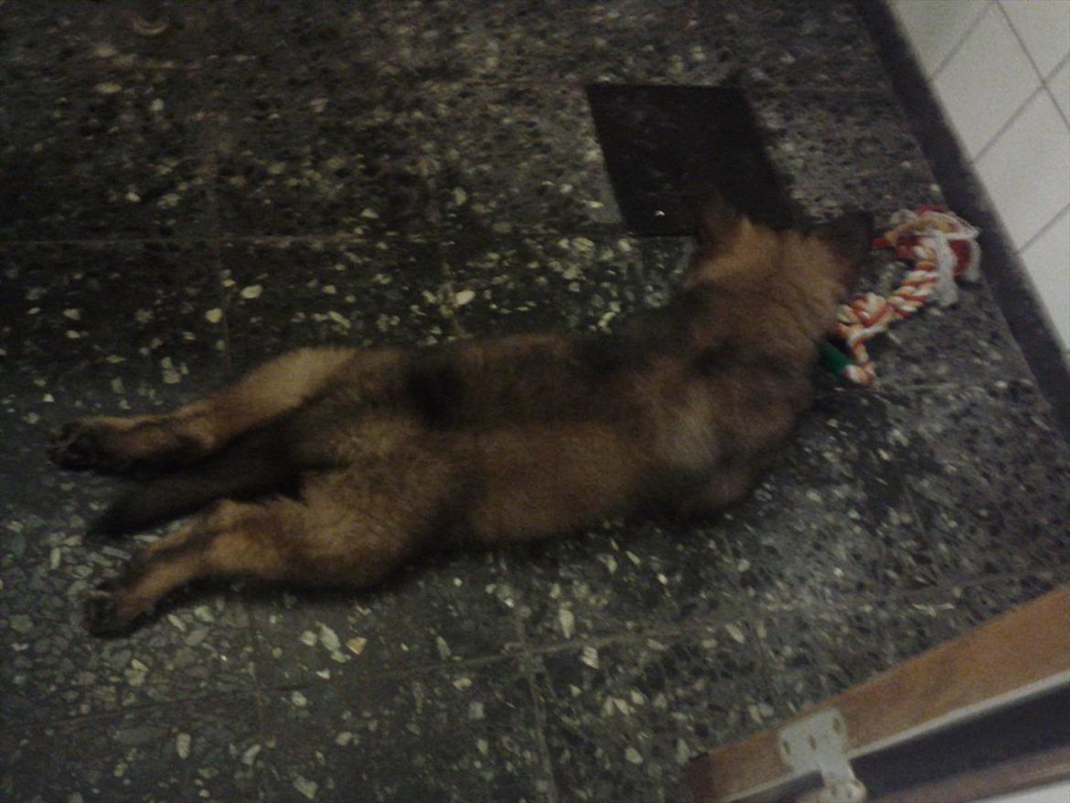 Schæferhund King ( dræbt af den nye ejer ) billede 6