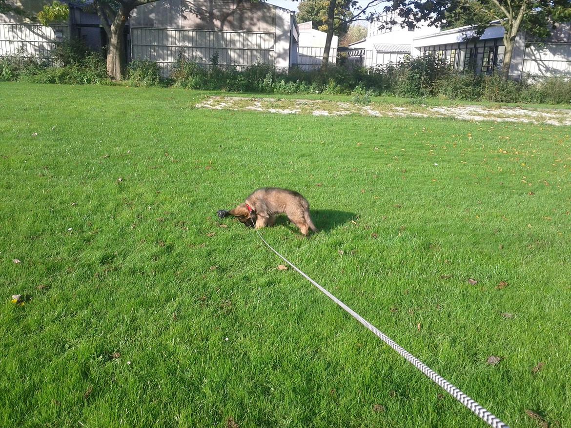 Schæferhund King ( dræbt af den nye ejer ) billede 7