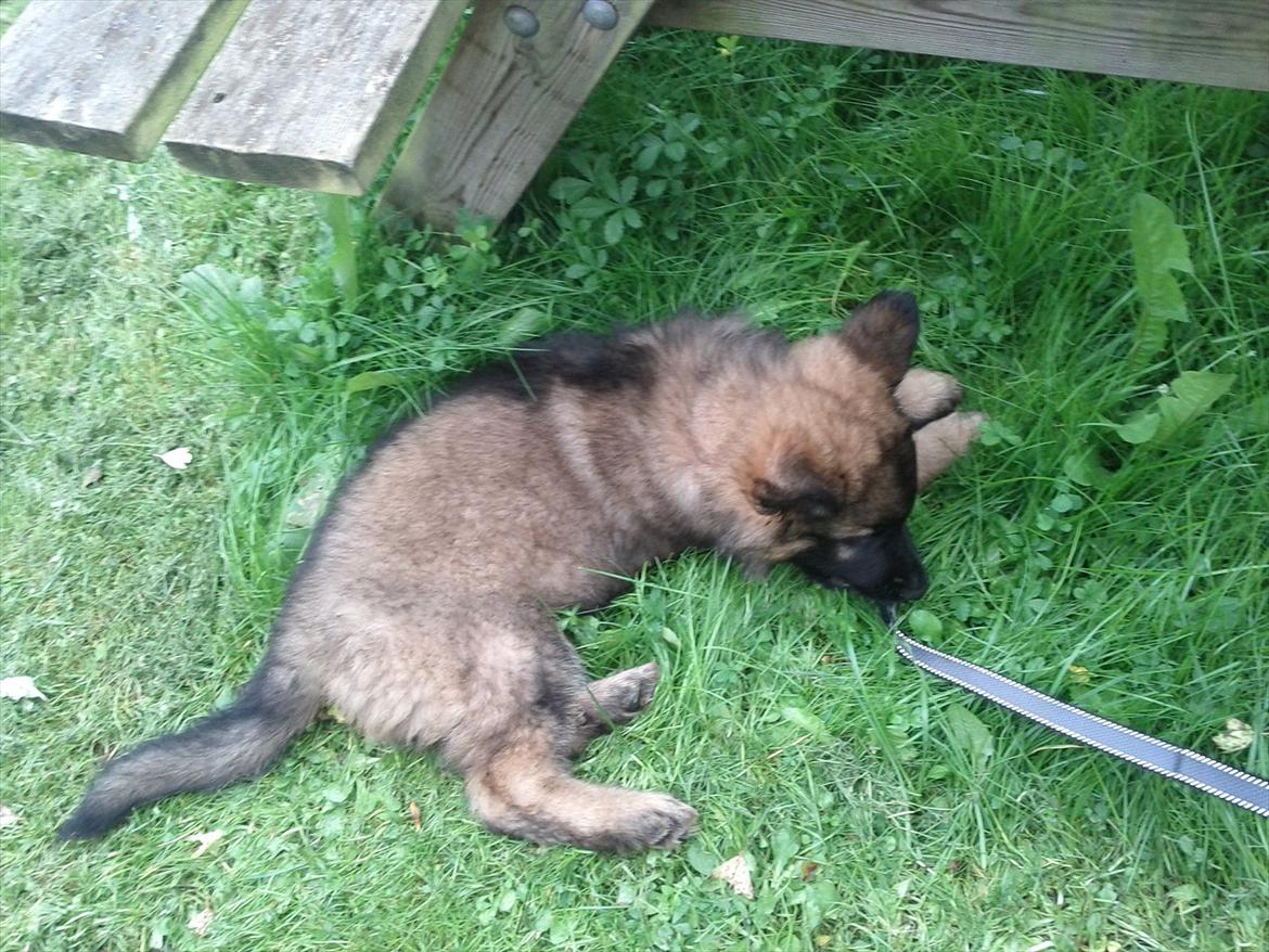 Schæferhund King ( dræbt af den nye ejer ) billede 8