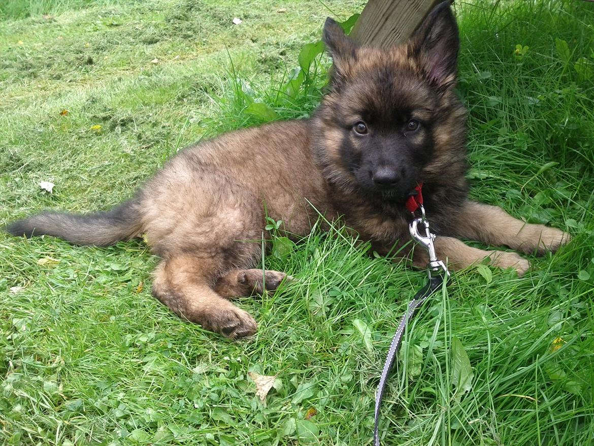 Schæferhund King ( dræbt af den nye ejer ) billede 9