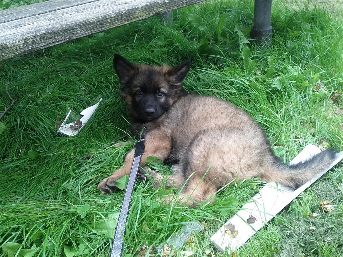 Schæferhund King ( dræbt af den nye ejer ) billede 10