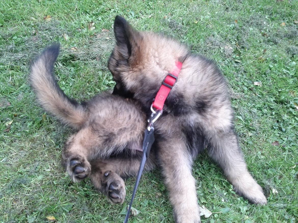 Schæferhund King ( dræbt af den nye ejer ) billede 11