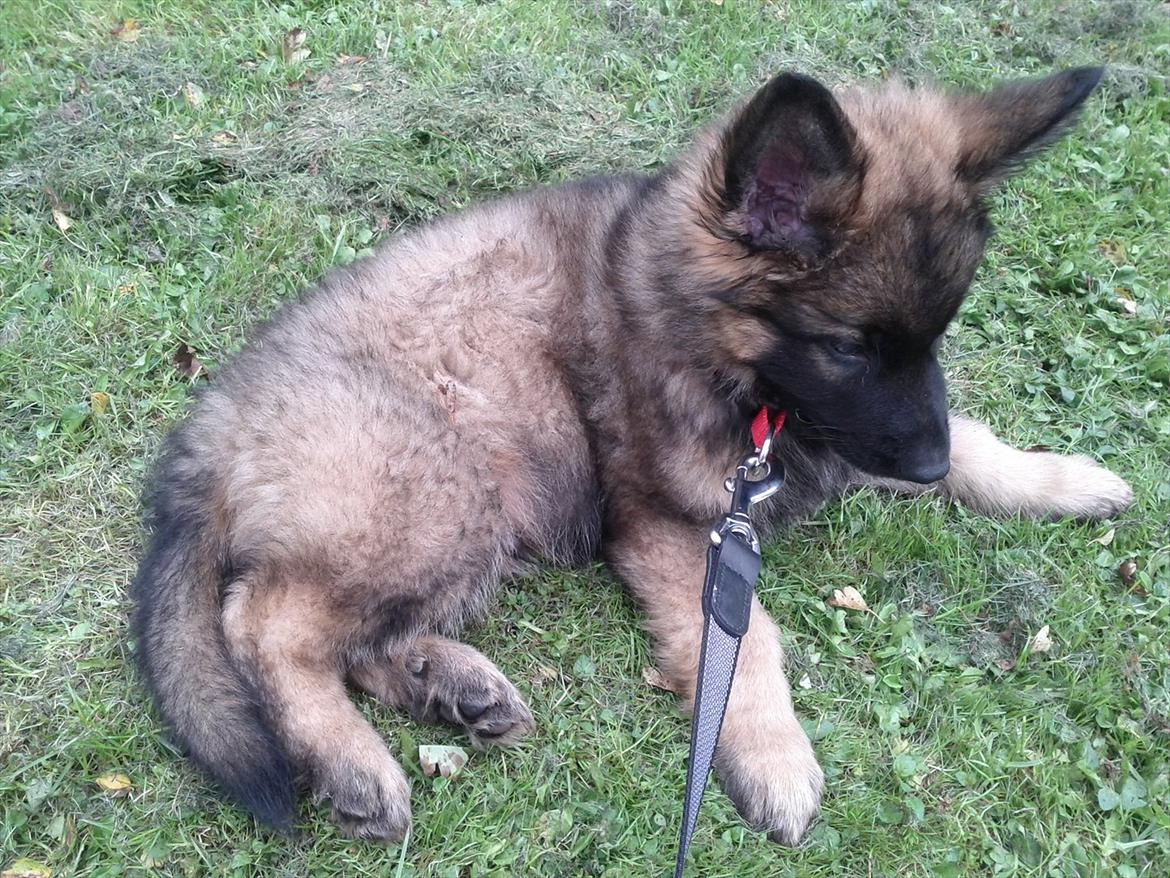 Schæferhund King ( dræbt af den nye ejer ) billede 12