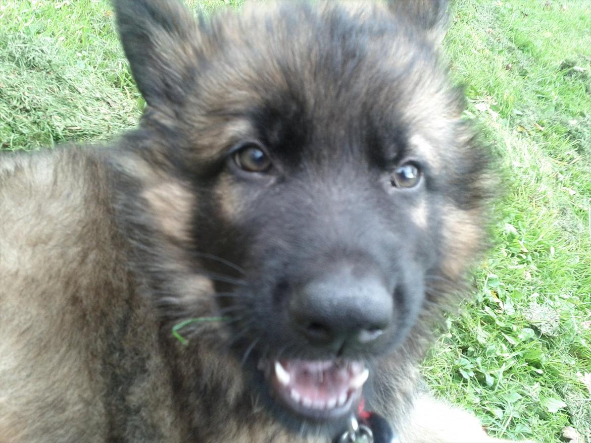 Schæferhund King ( dræbt af den nye ejer ) billede 13