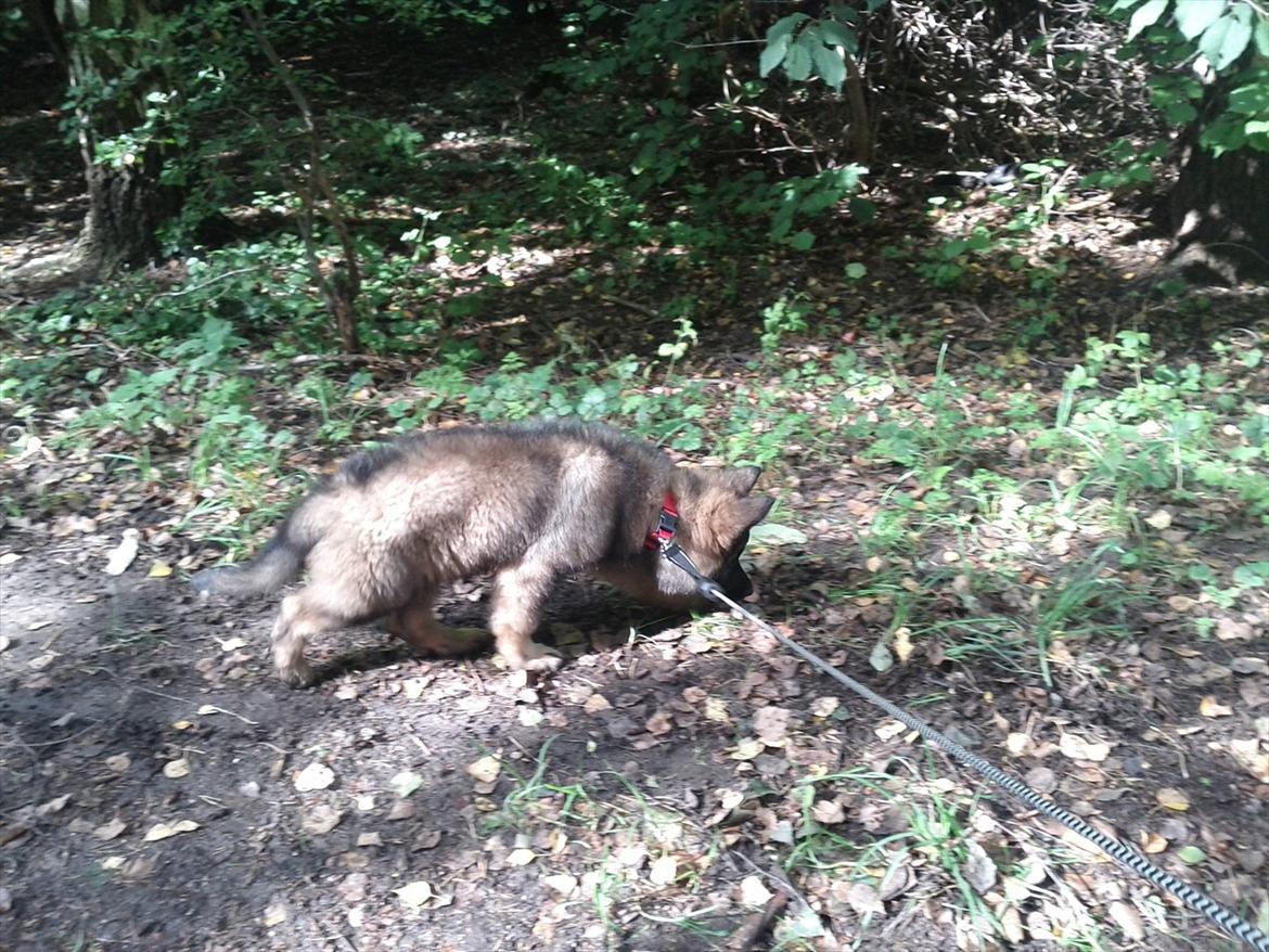 Schæferhund King ( dræbt af den nye ejer ) billede 14