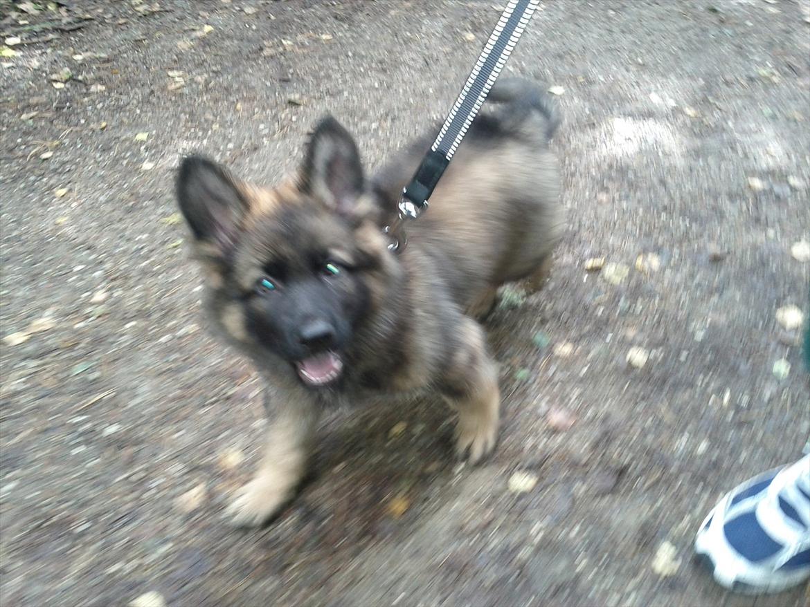 Schæferhund King ( dræbt af den nye ejer ) billede 15