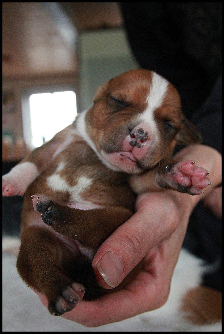 Staffordshire bull terrier Inez  - Inez <3 <3 <3  billede 6