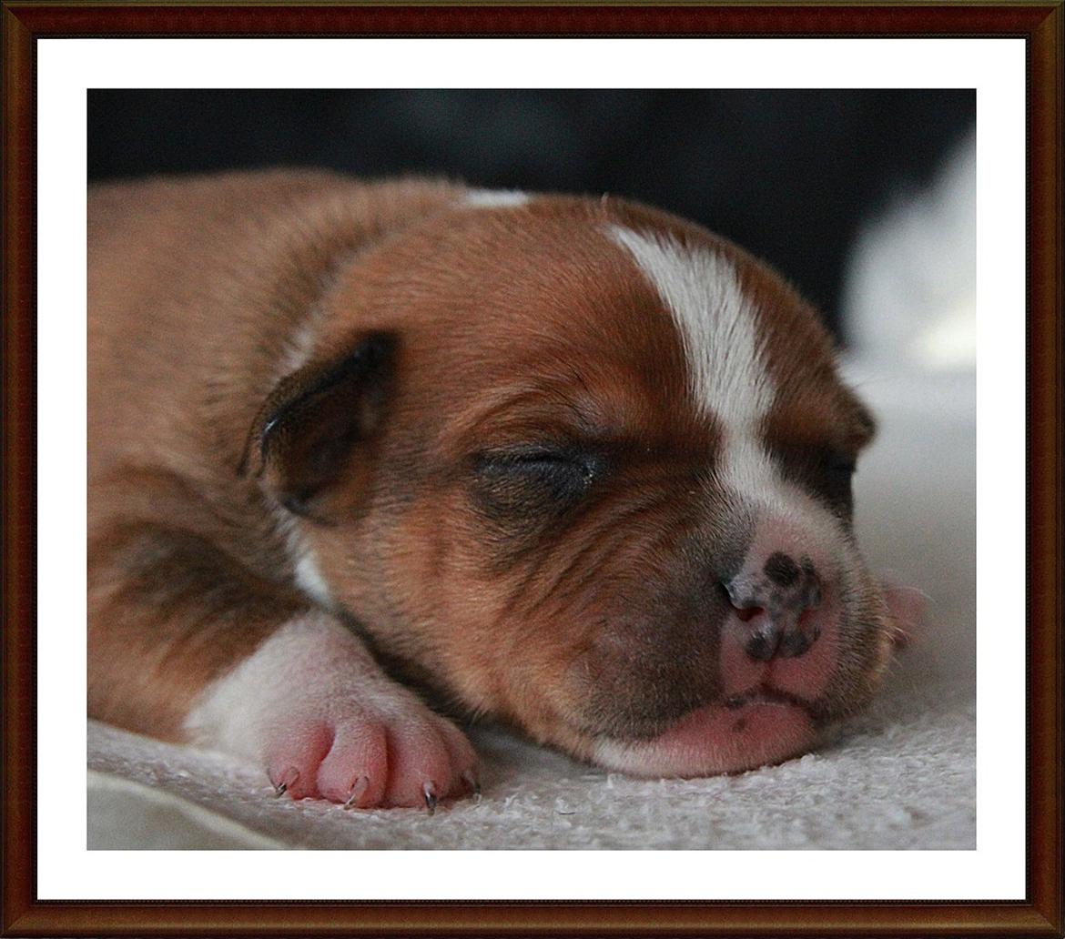 Staffordshire bull terrier Inez  billede 12