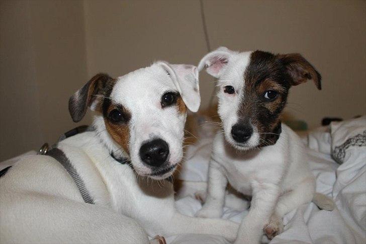 Jack russell terrier Eddie Two Face billede 18