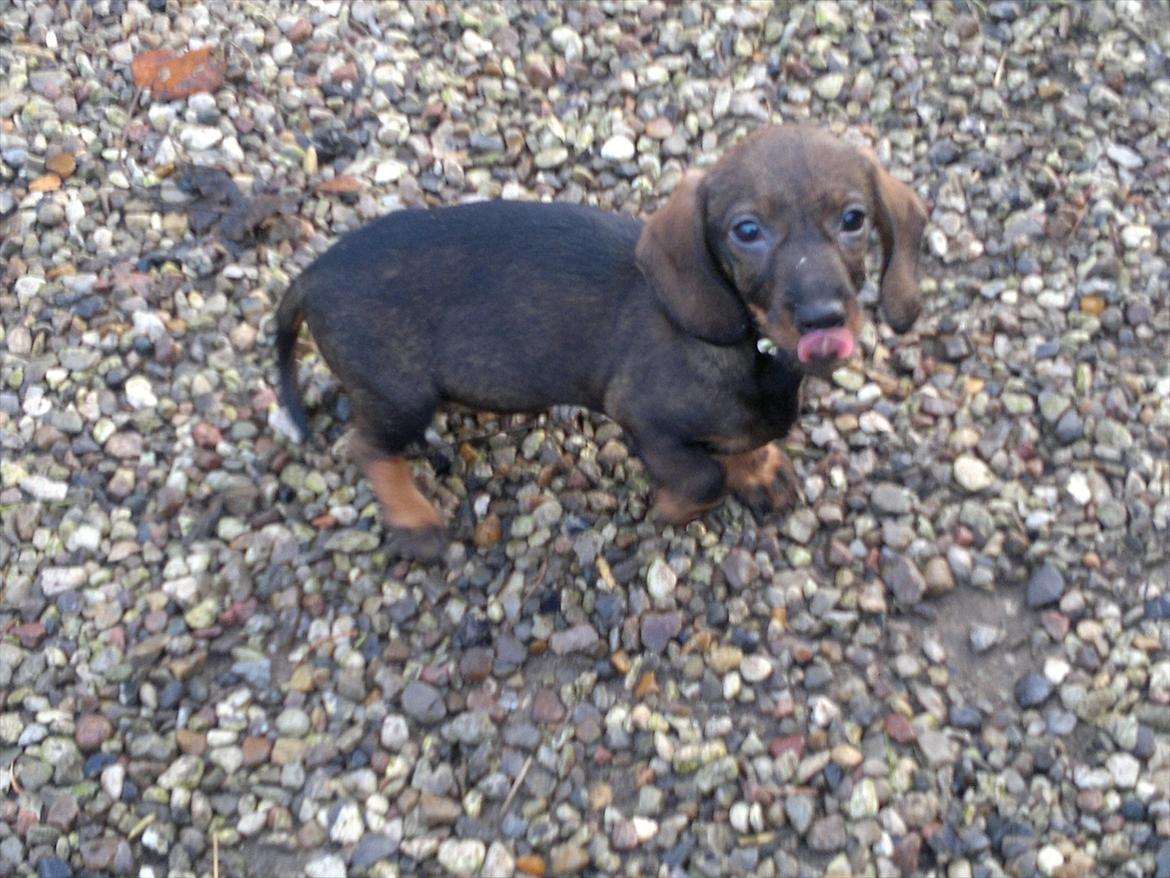 Gravhund Frække Frida :o) - Hej jeg hedder Frække Frida, fordi jeg altid er fræk og ude på spilloper :o) hi hi billede 2