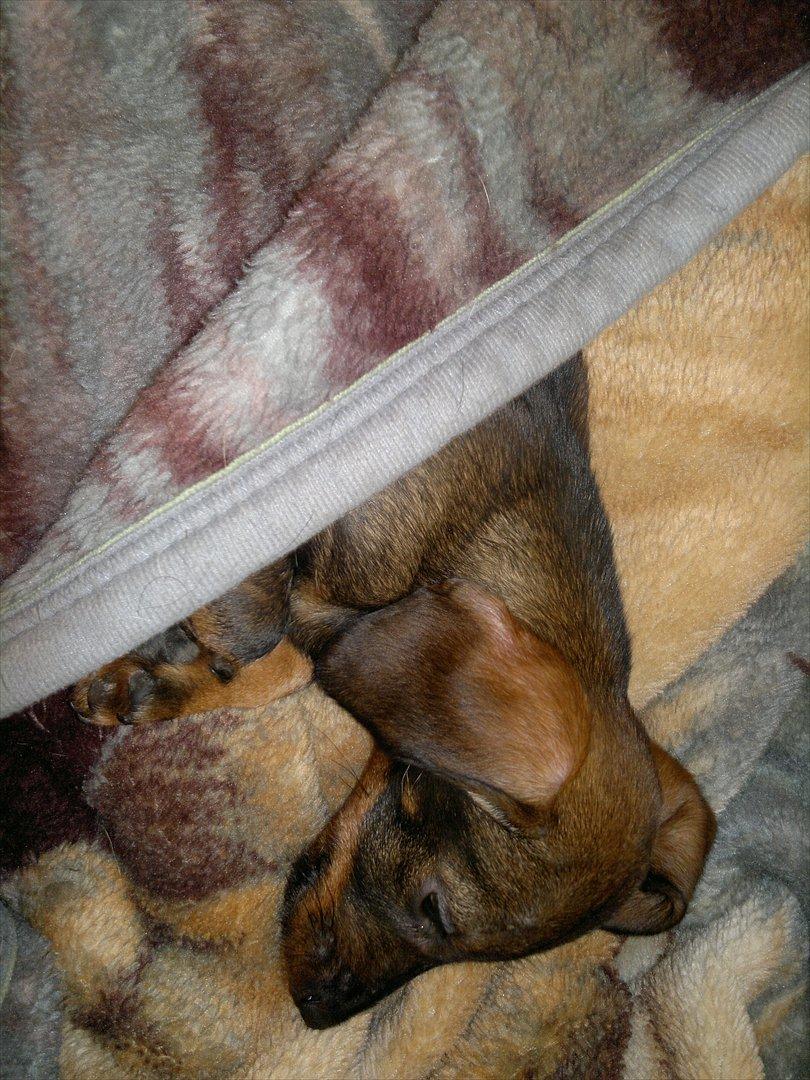 Gravhund Frække Frida :o) - Der skal også være plads til en lille lur en gang i mellem :o) billede 3