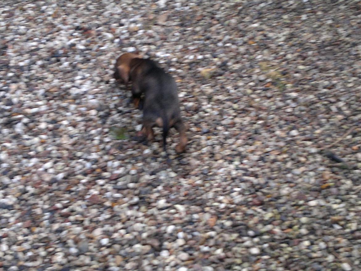 Gravhund Frække Frida :o) billede 4