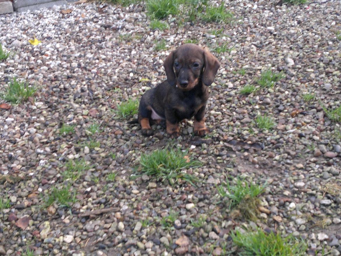 Gravhund Frække Frida :o) billede 5