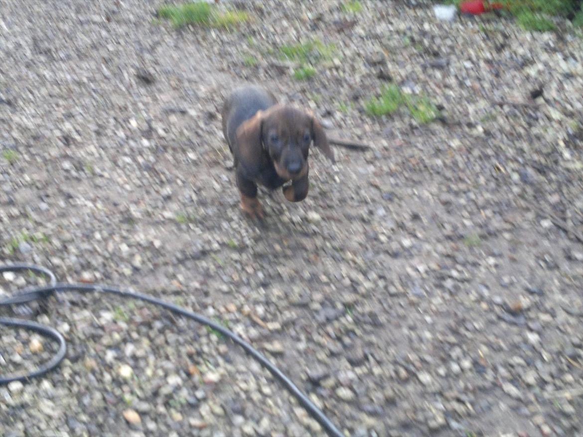 Gravhund Frække Frida :o) billede 6