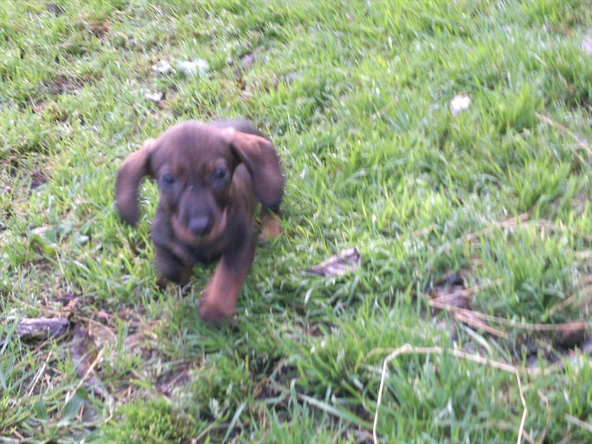 Gravhund Frække Frida :o) billede 7