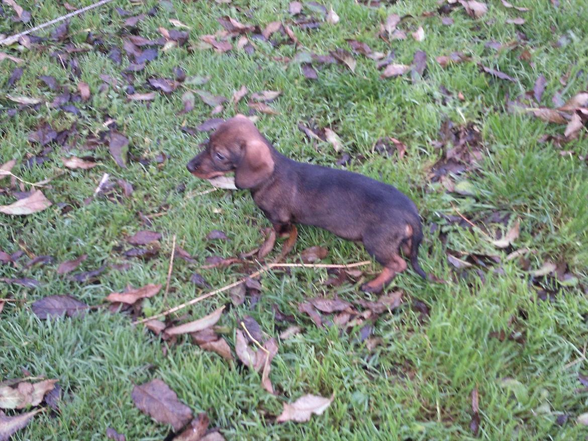 Gravhund Frække Frida :o) billede 8