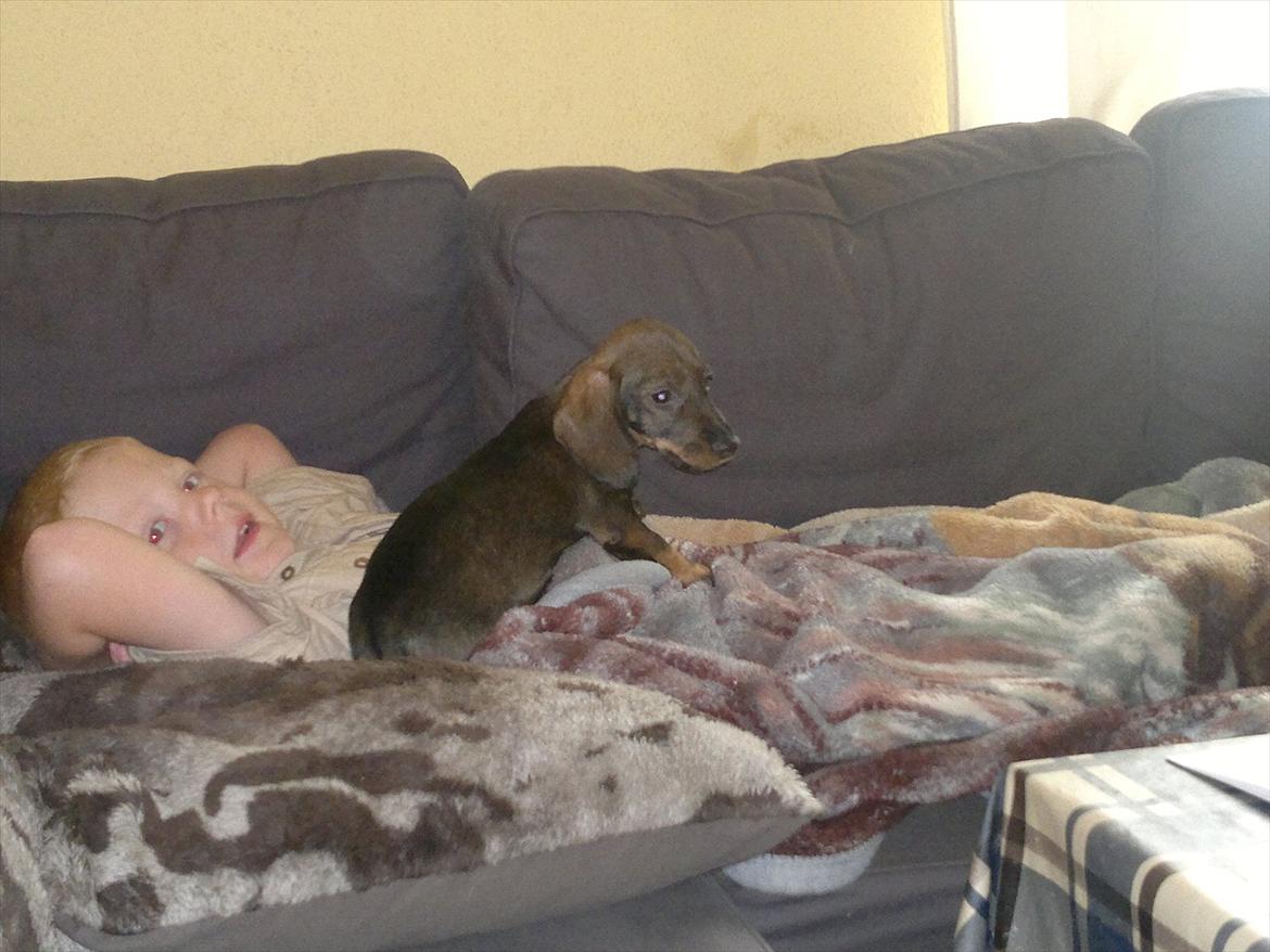 Gravhund Frække Frida :o) - Her ligger jeg sammen med søde lille Oliver, jeg driller ham også lidt :o) hi hi billede 9