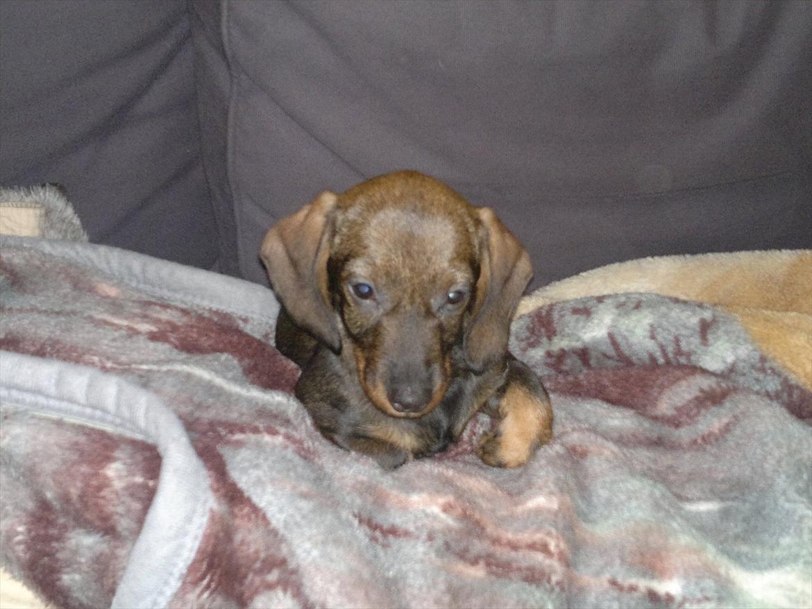 Gravhund Frække Frida :o) billede 10