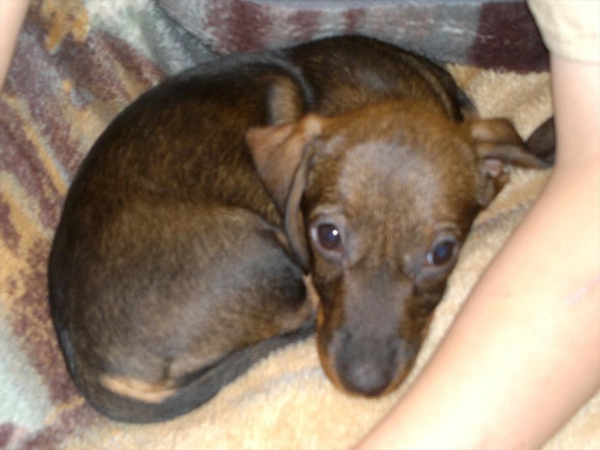 Gravhund Frække Frida :o) billede 11