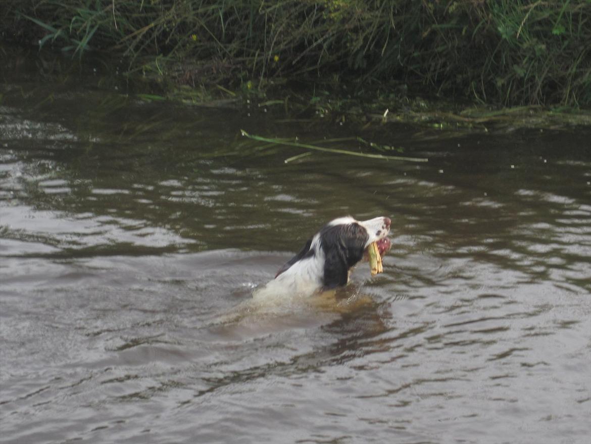 Engelsk springer spaniel - Messi. billede 19