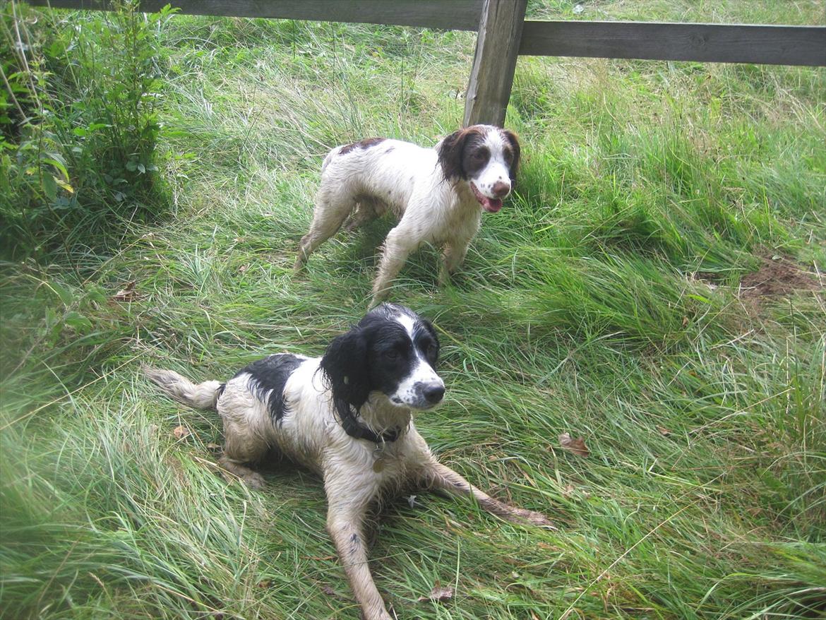 Engelsk springer spaniel - Messi. billede 20